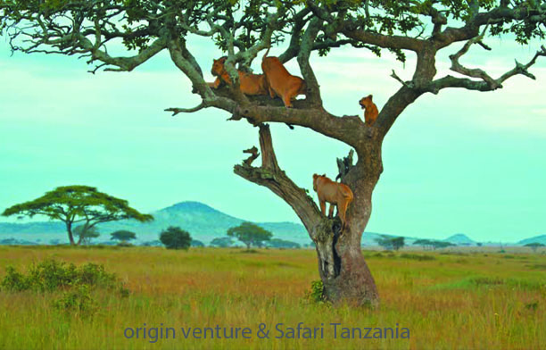 Manyara National Park